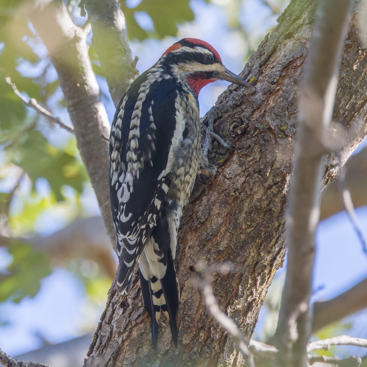 Rotnacken-Saftlecker - ML644324124