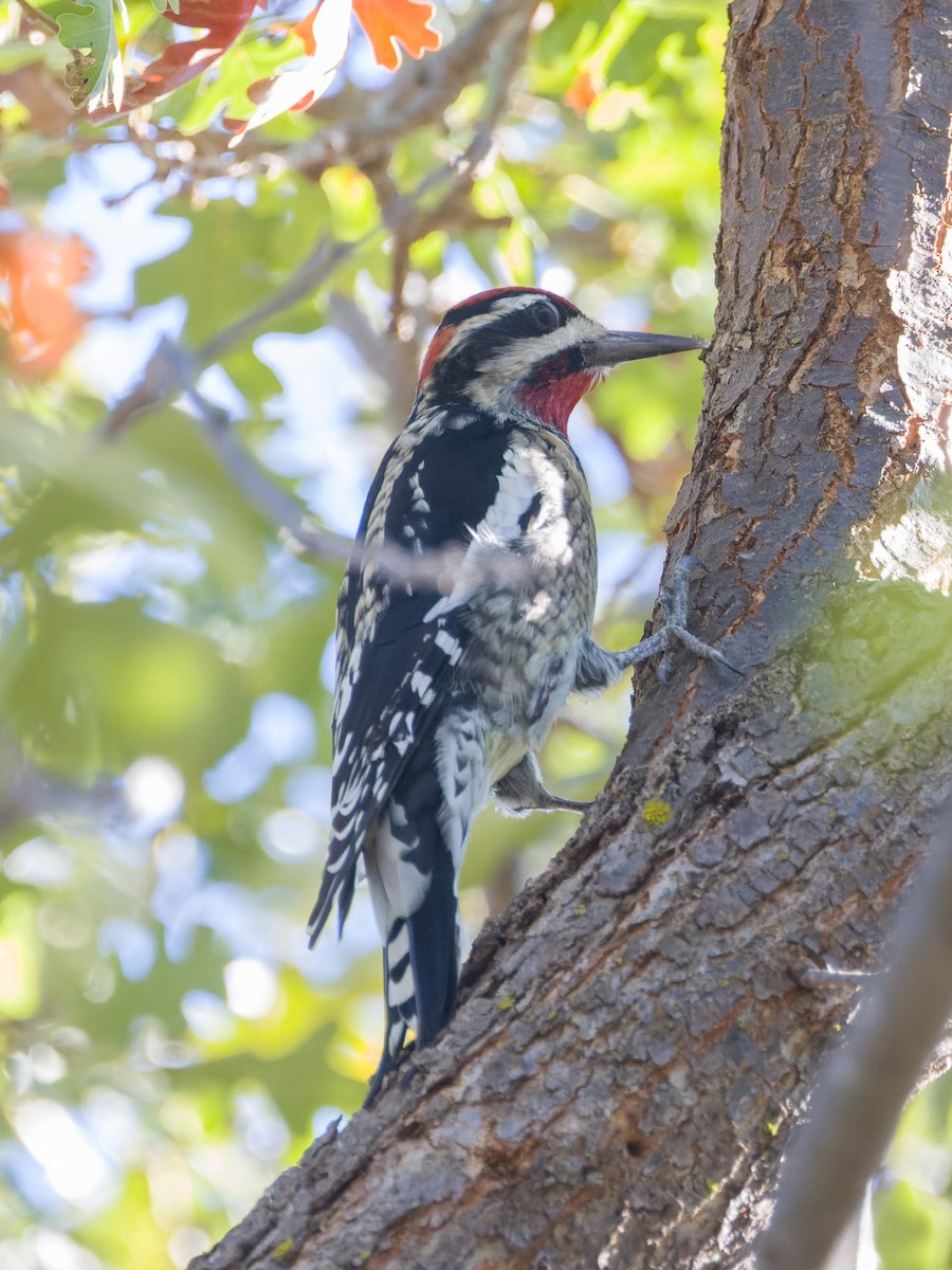 Rotnacken-Saftlecker - ML644324125