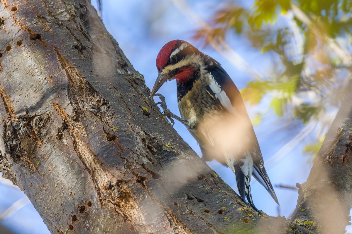 Rotnacken-Saftlecker - ML644324126