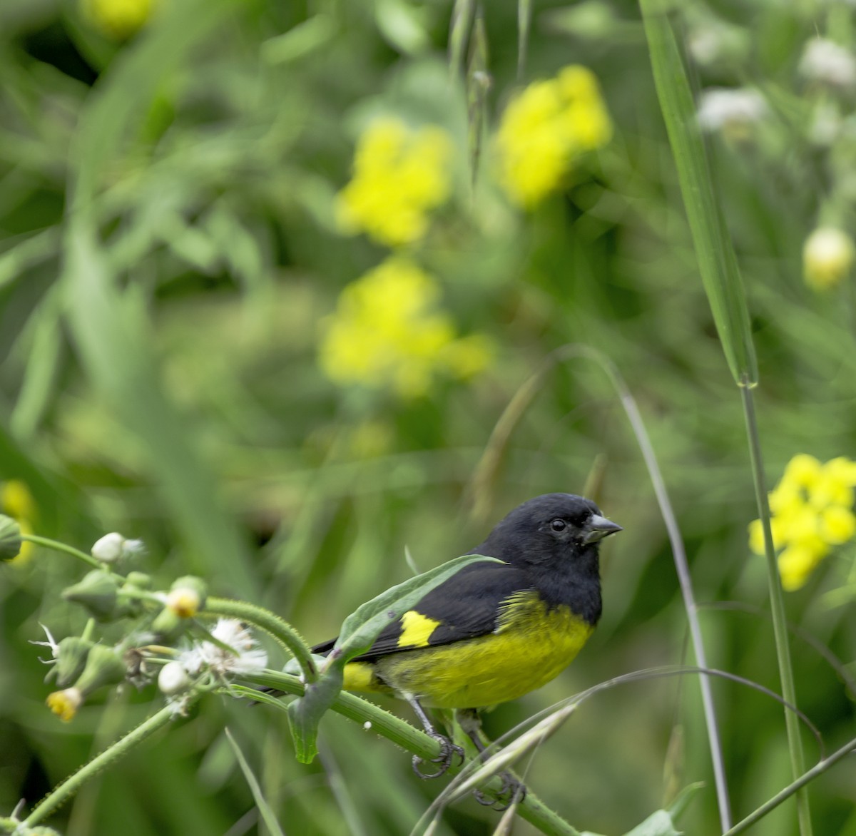 Yellow-bellied Siskin - ML644324129