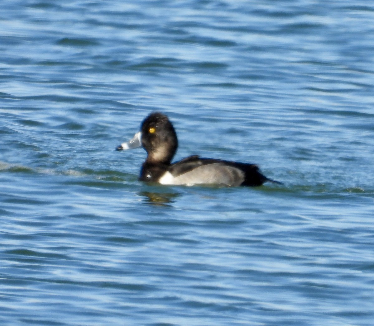 Moretta dal collare - ML644324130