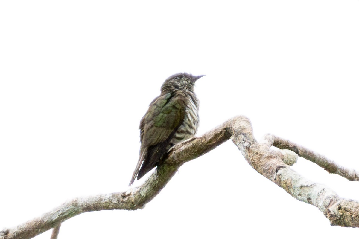 pygmégjøk - ML644324131