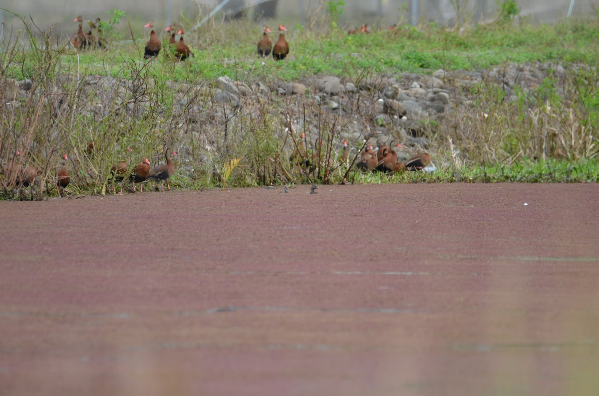 Least Grebe - ML644324132