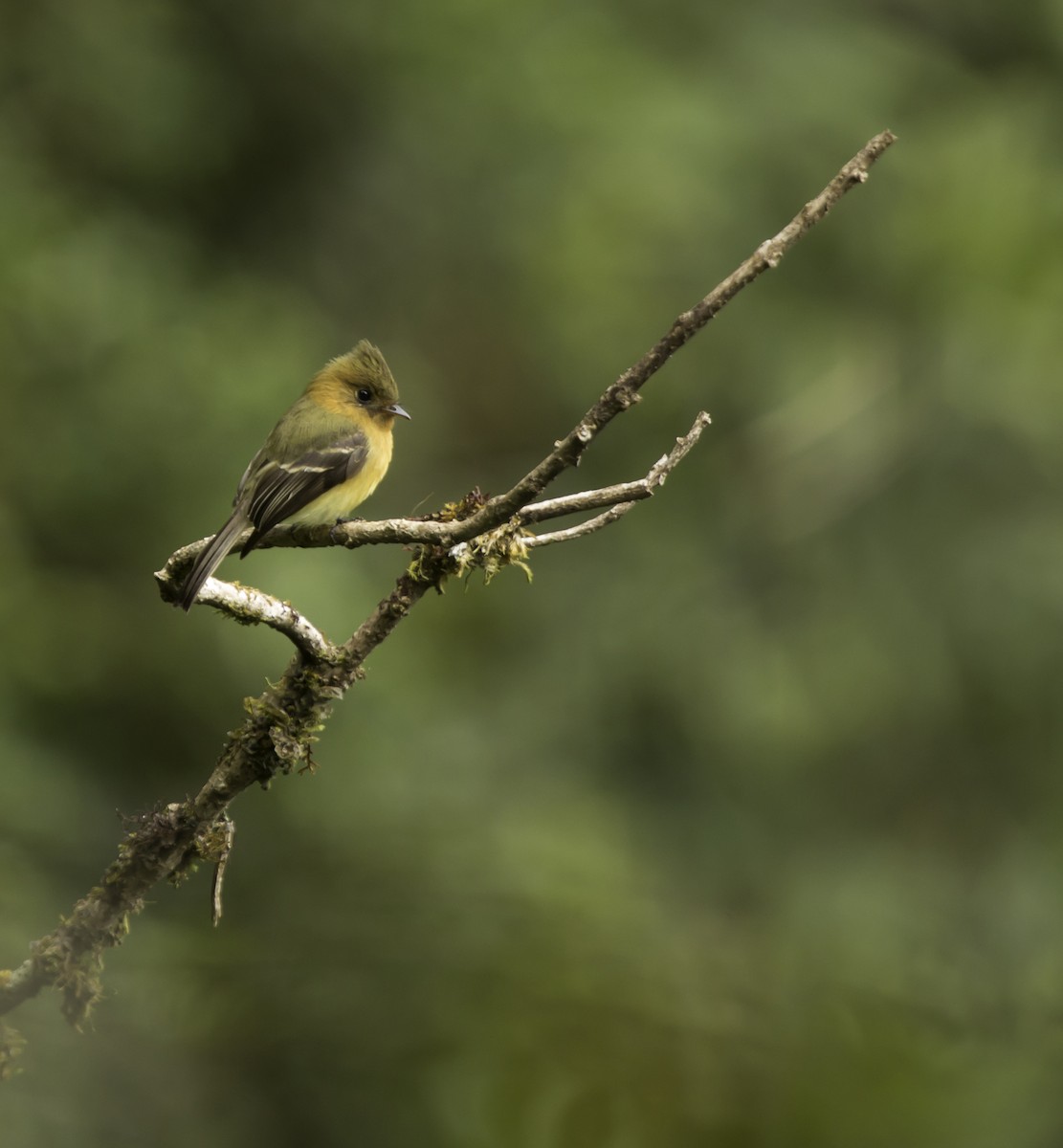Tufted Flycatcher - ML644324136