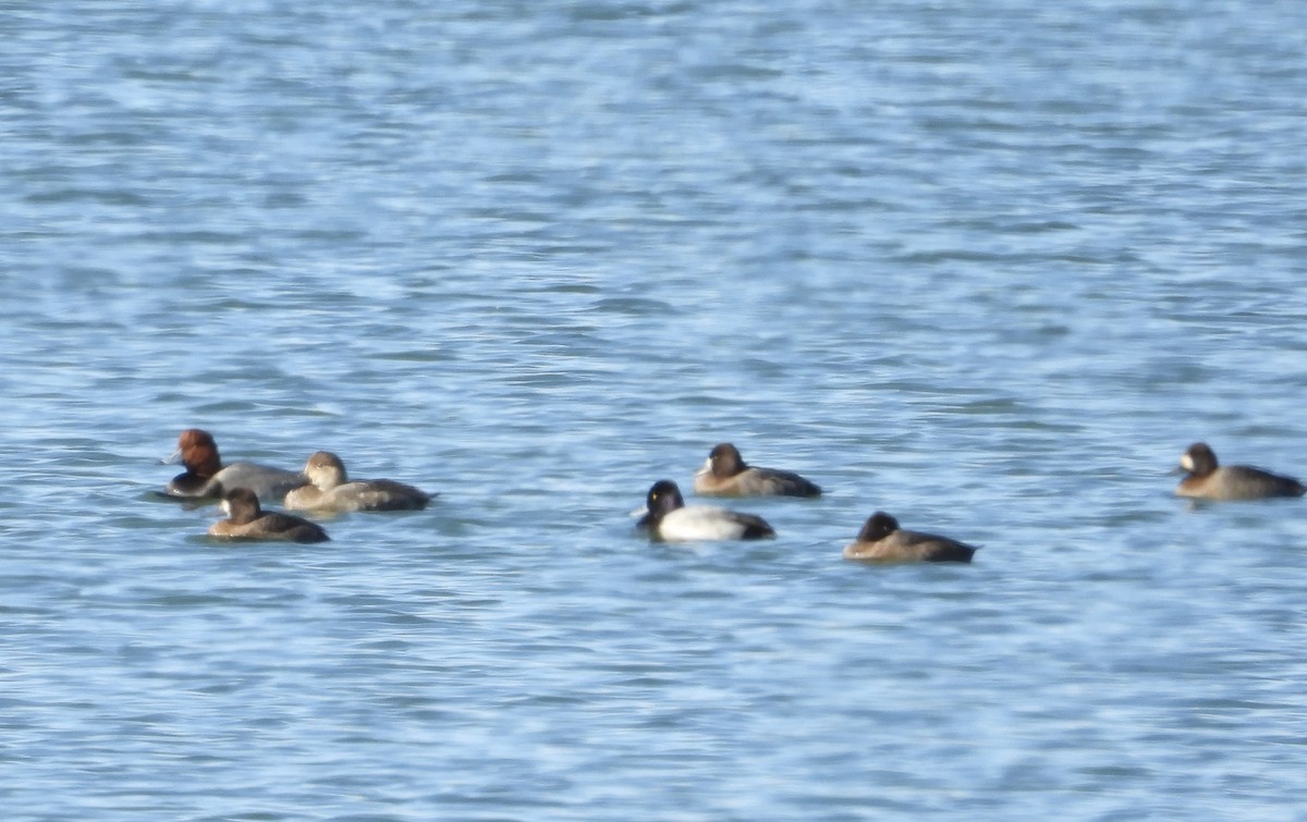 Lesser Scaup - ML644324137