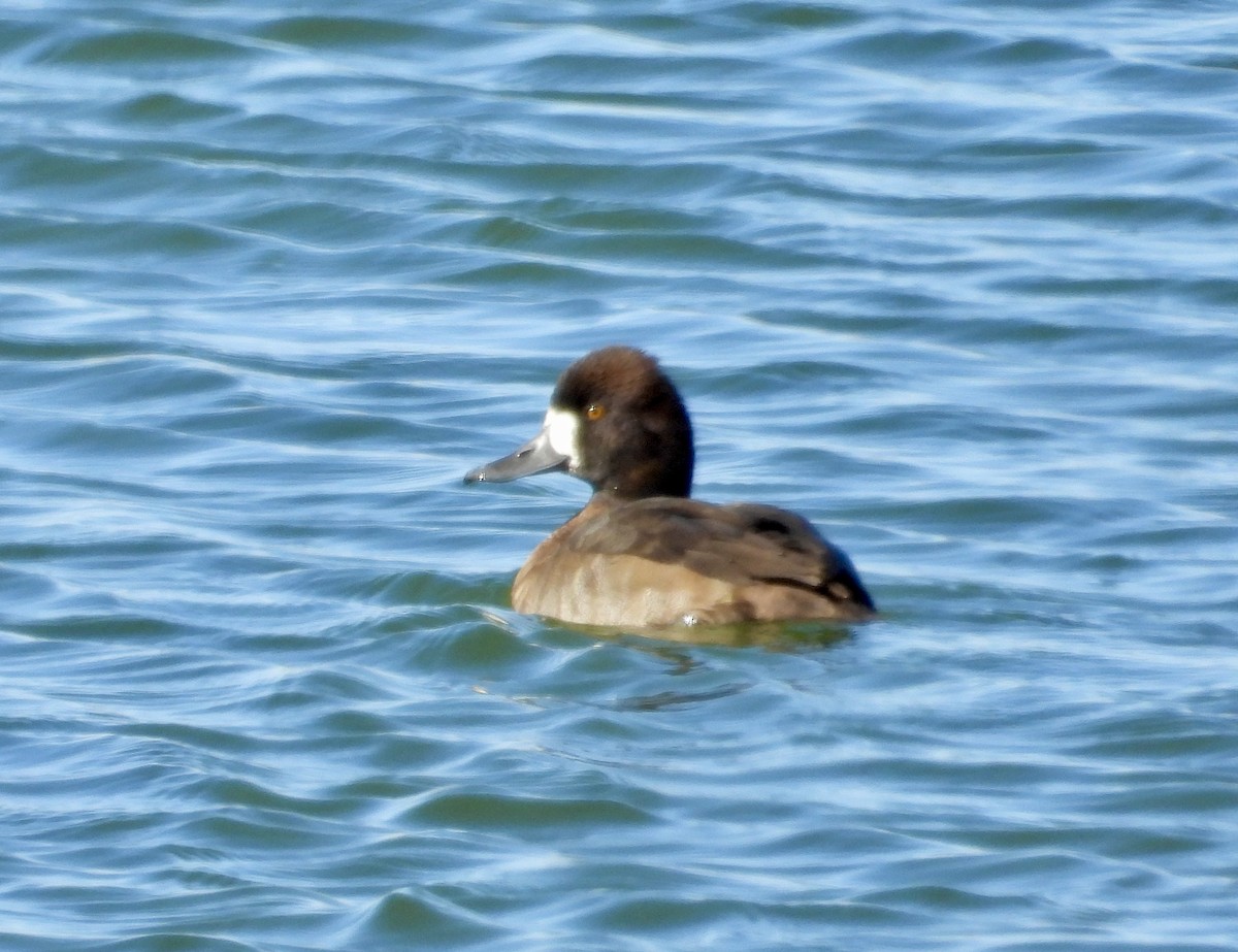 Lesser Scaup - ML644324138