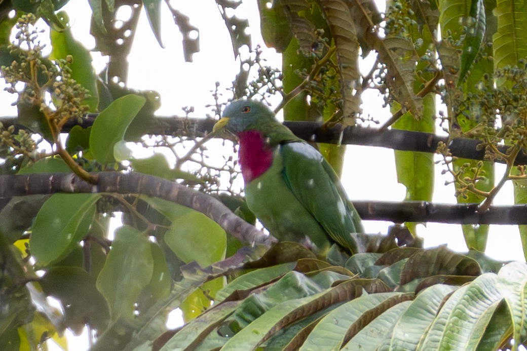 Claret-breasted Fruit-Dove - ML644324153