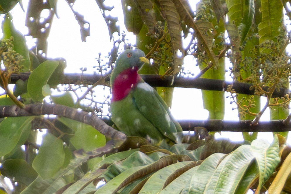 Claret-breasted Fruit-Dove - ML644324154