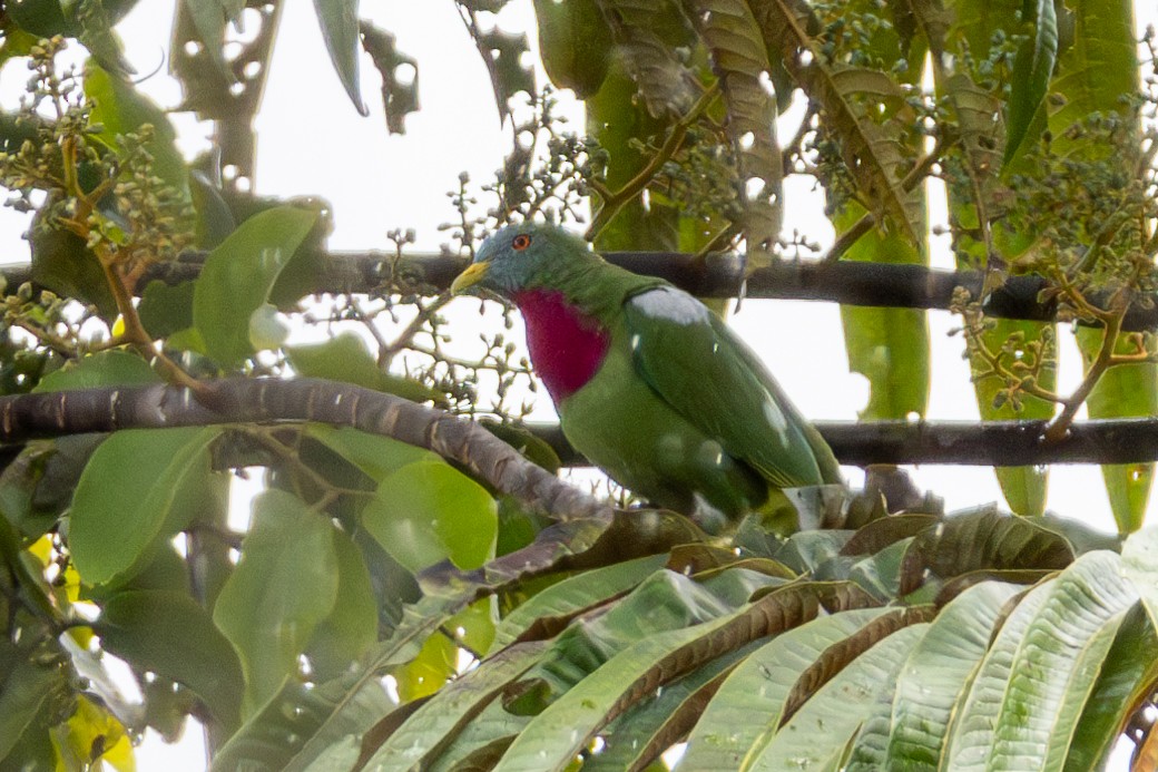 Claret-breasted Fruit-Dove - ML644324155