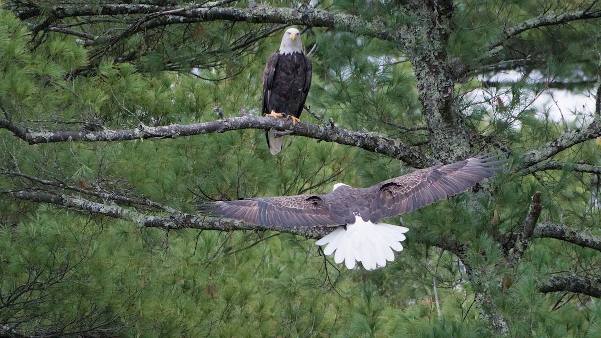 Ak Başlı Kartal - ML644324161