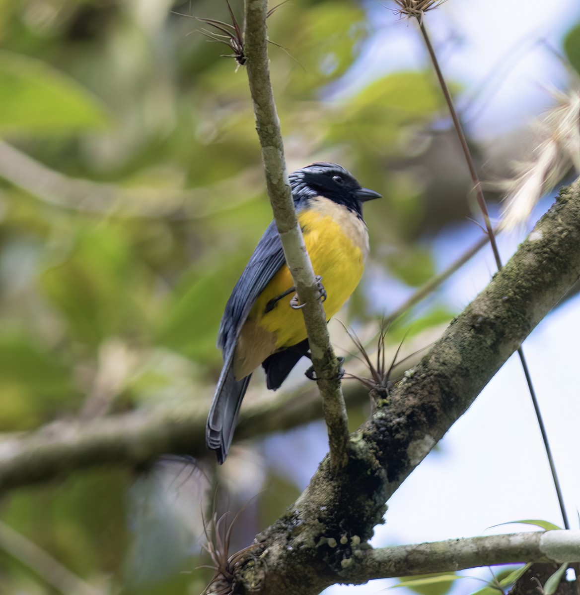 Buff-banded Mountain Tanager - ML644324169