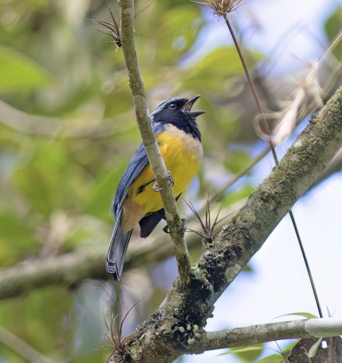 Buff-banded Mountain Tanager - ML644324170