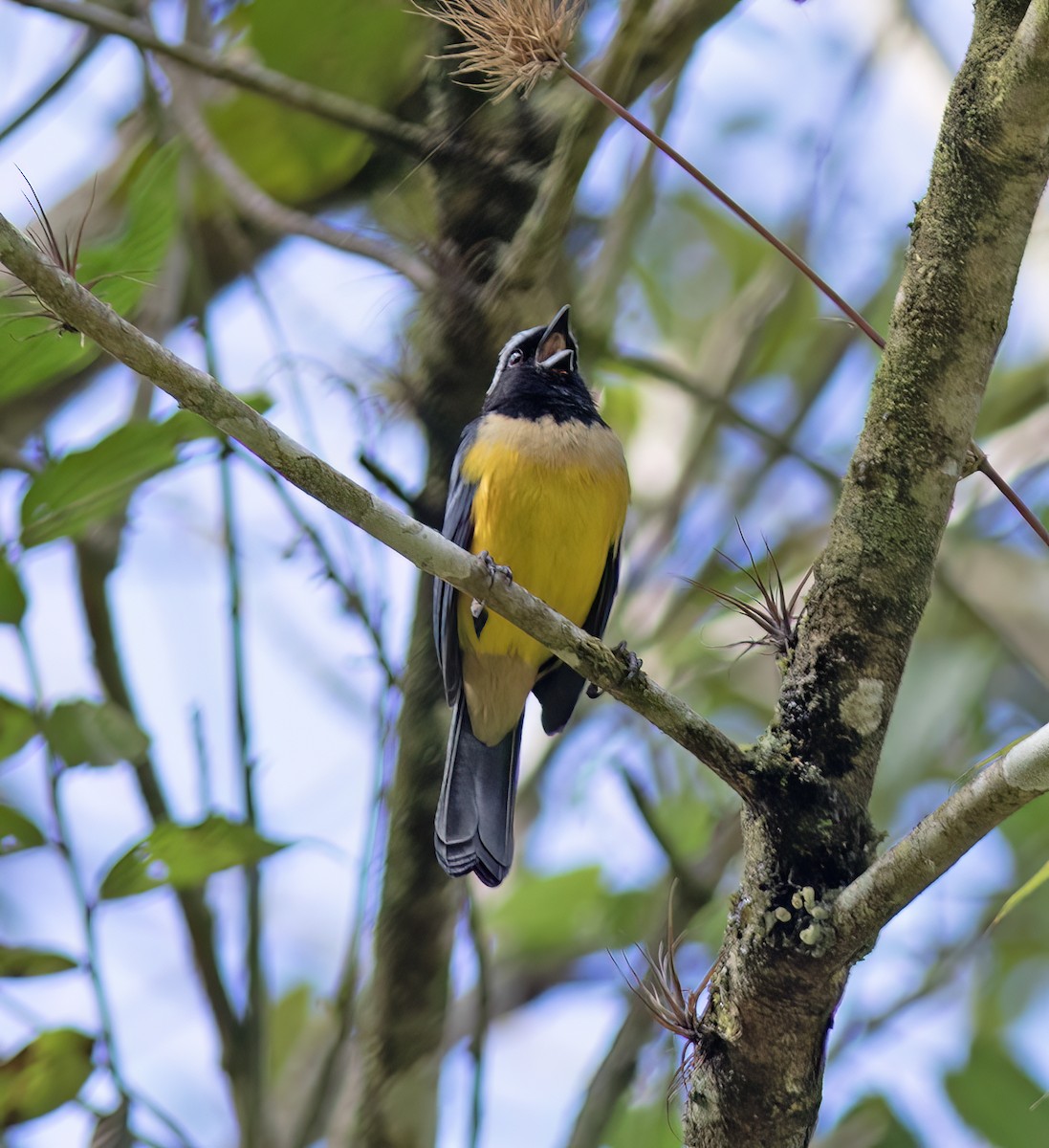 Buff-banded Mountain Tanager - ML644324171