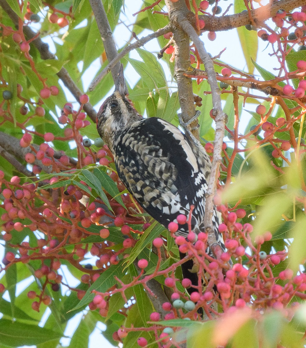 Pic maculé - ML644324172