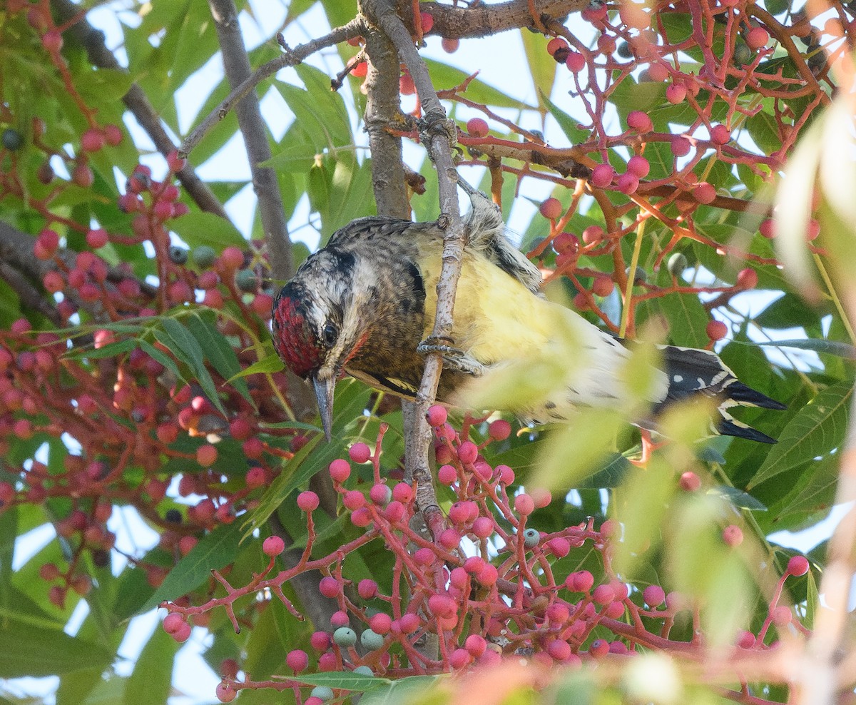 Pic maculé - ML644324178