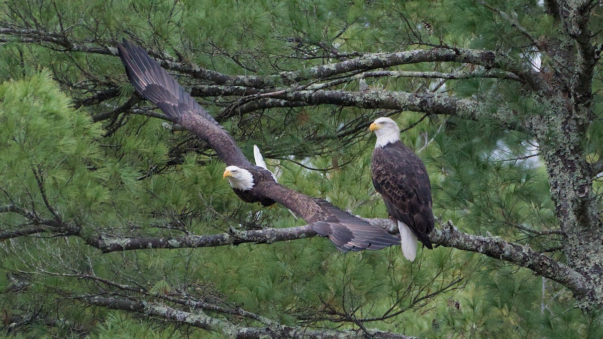Ak Başlı Kartal - ML644324179