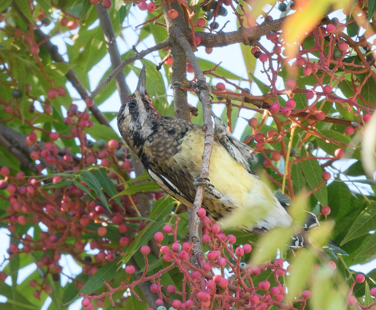 Pic maculé - ML644324180