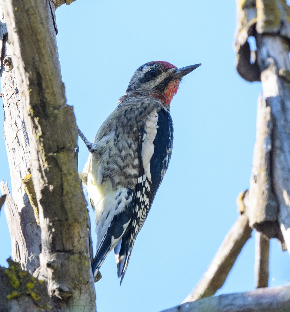 Pic maculé - ML644324182