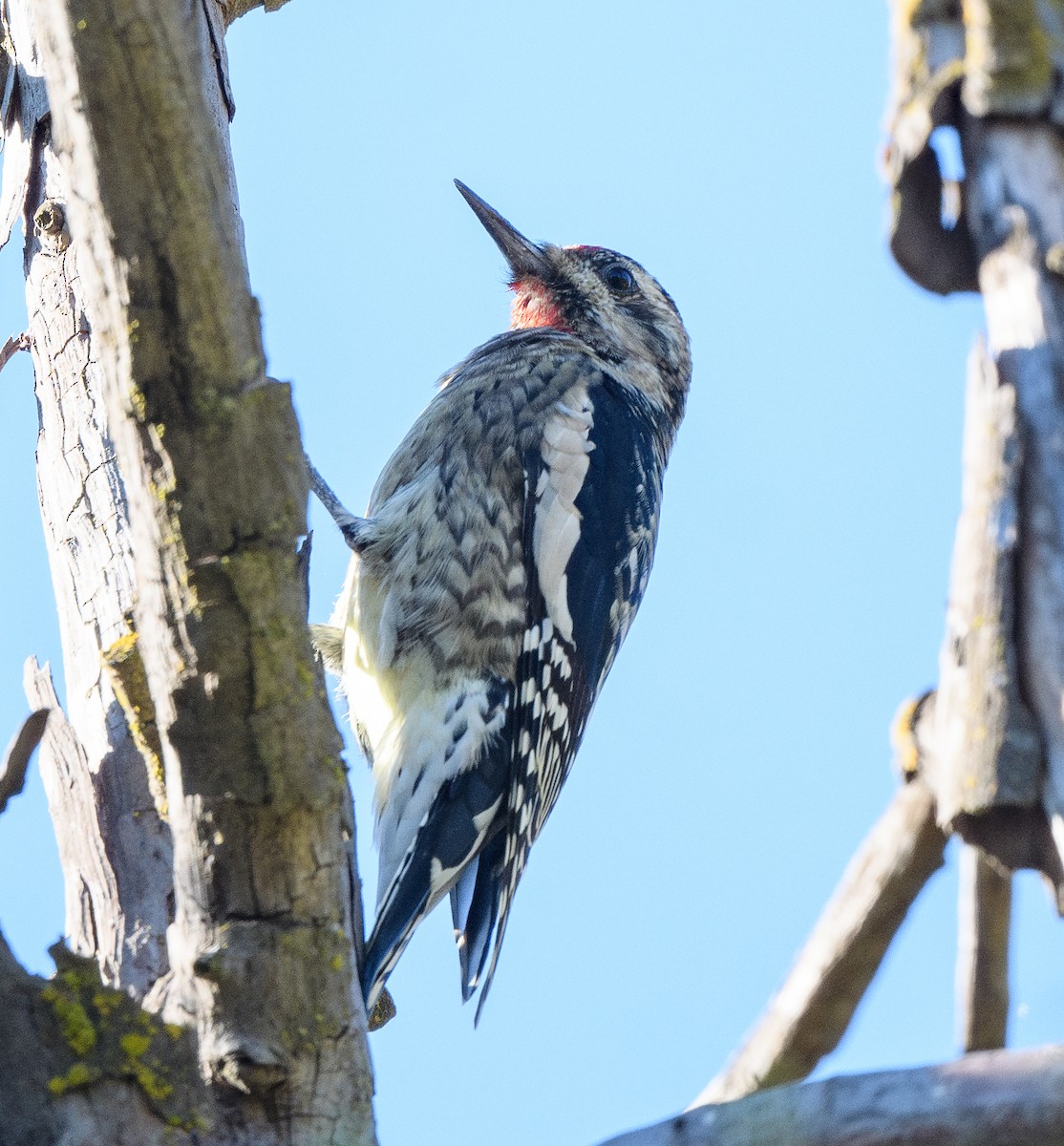 Pic maculé - ML644324184