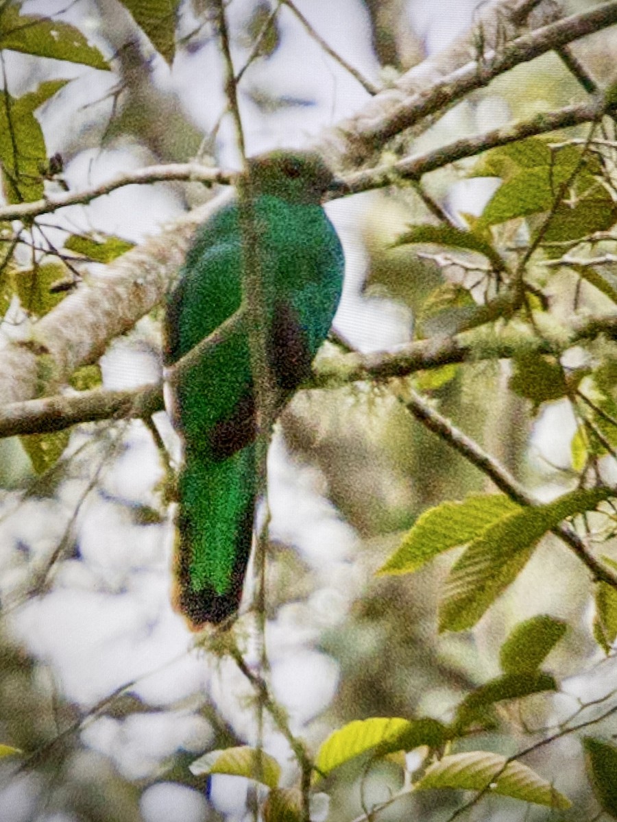 Resplendent Quetzal - ML644324185