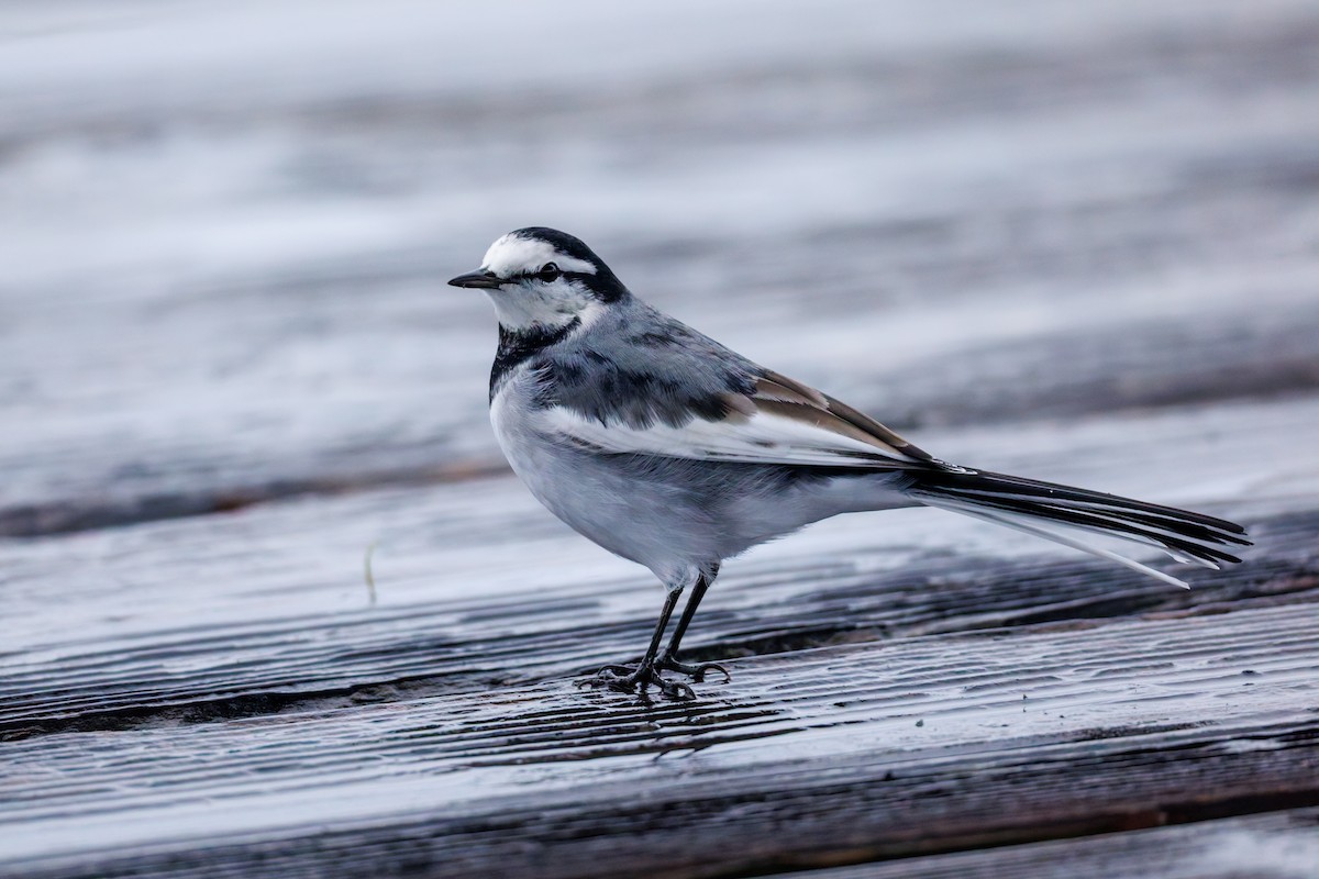 White Wagtail (Black-backed) - ML644324193