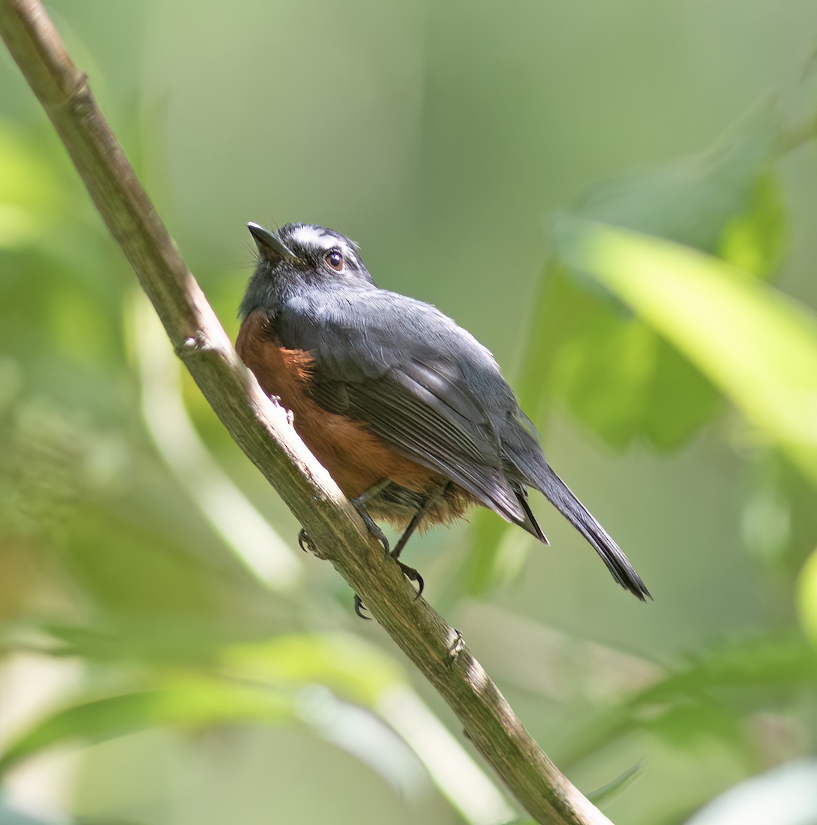 Пітайо темноспинний - ML644324195