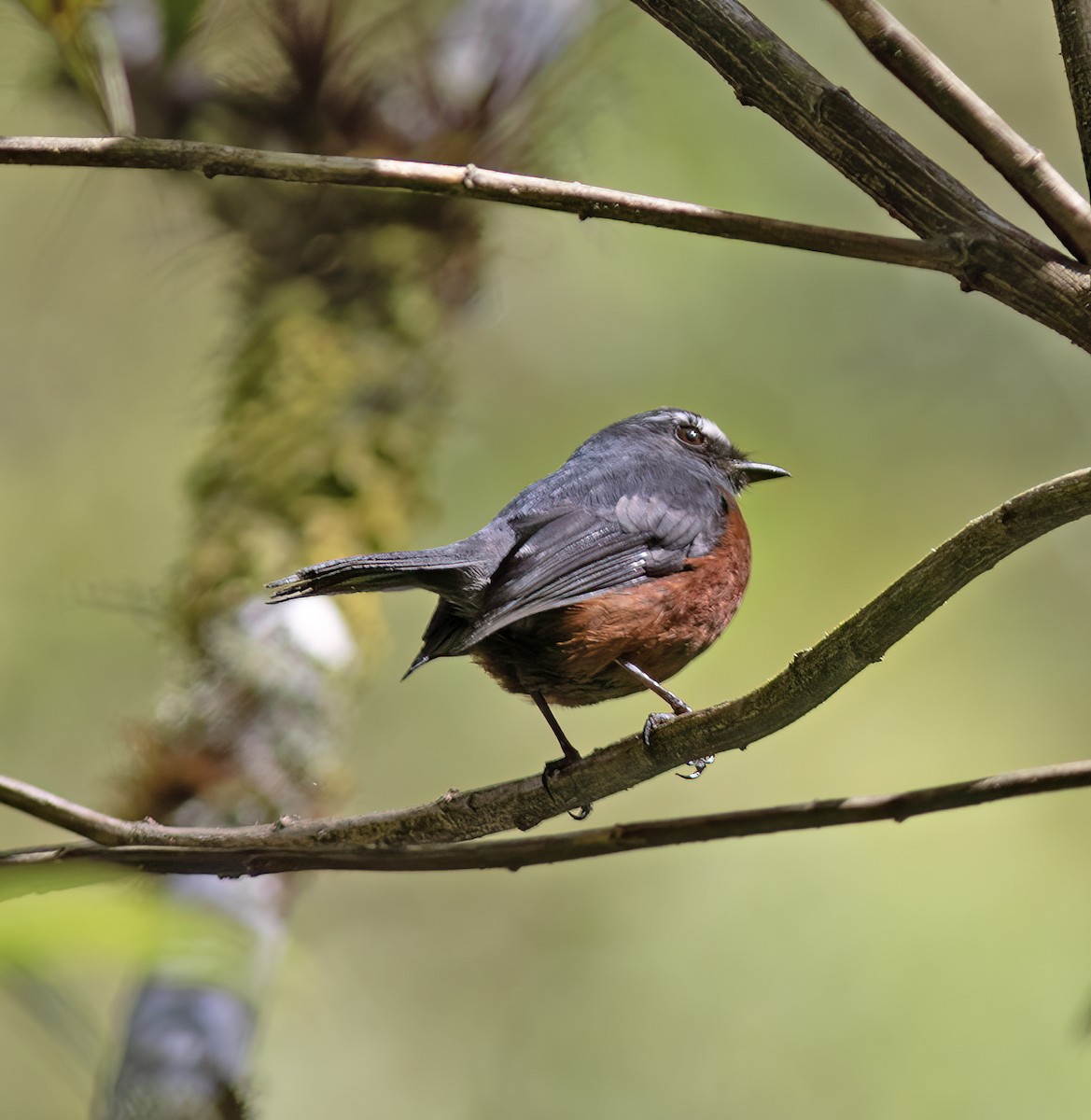 Пітайо темноспинний - ML644324196