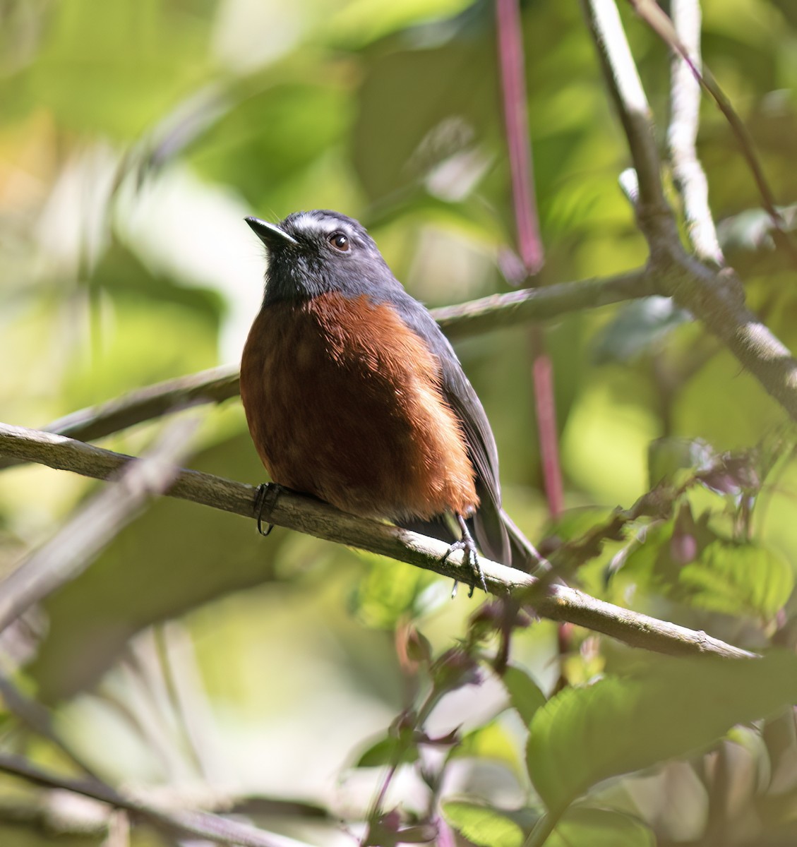 Пітайо темноспинний - ML644324197