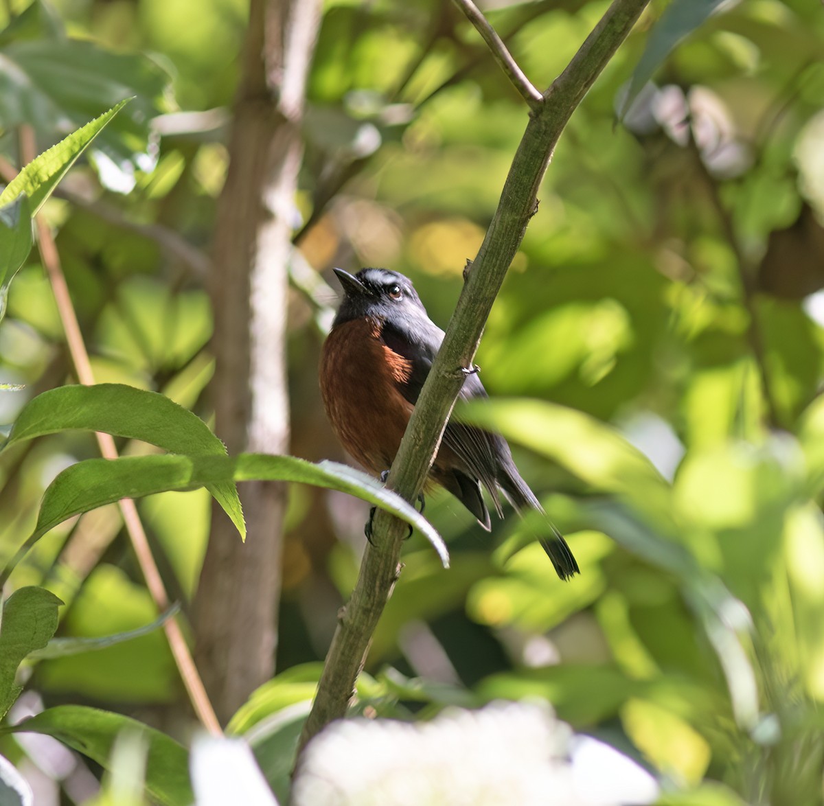 Пітайо темноспинний - ML644324198