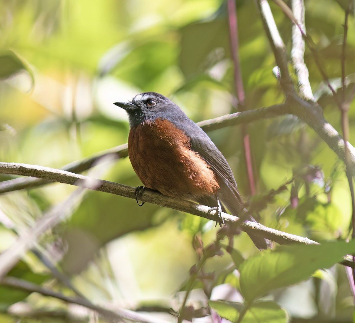 Пітайо темноспинний - ML644324199