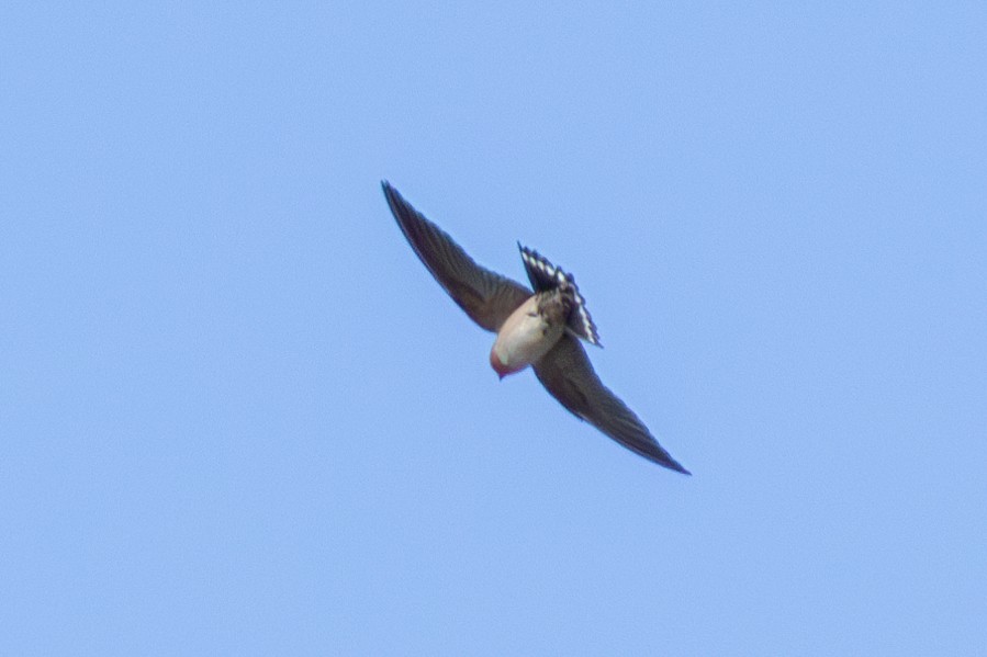 Pacific Swallow - ML644324200