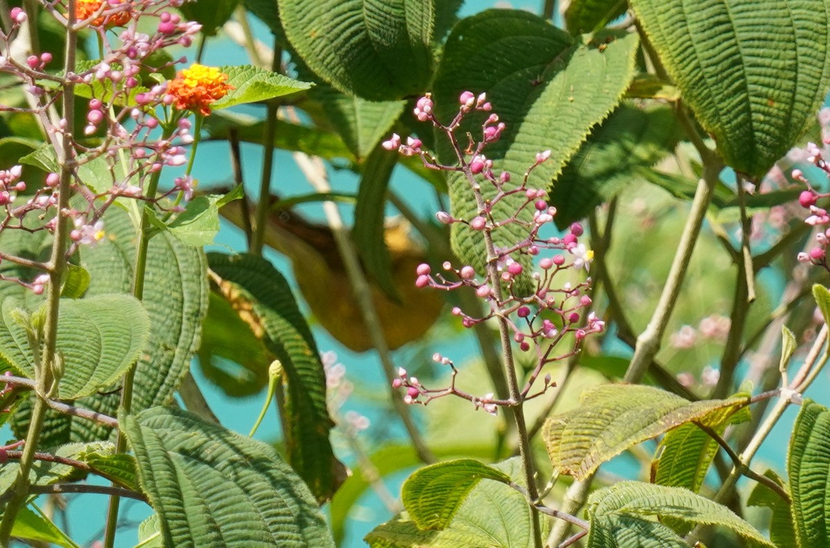 Sarı Ötleğen - ML644324201