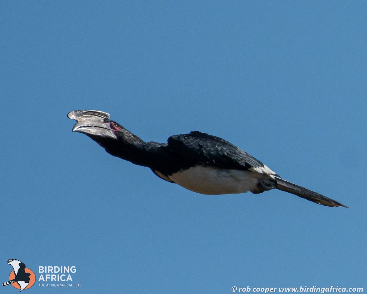 Trumpeter Hornbill - ML644324204