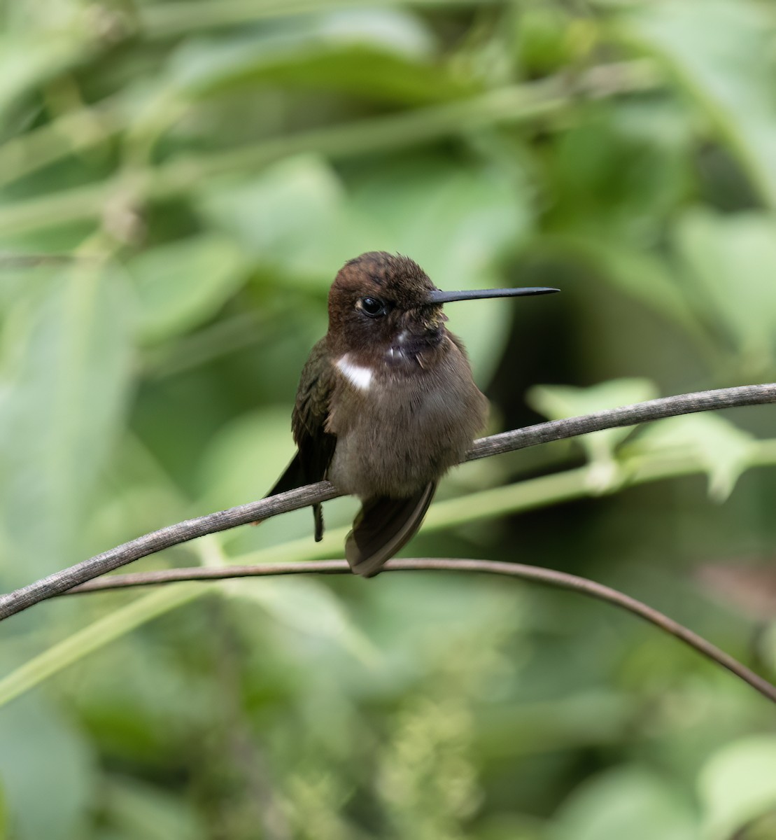 Brown Inca - ML644324229