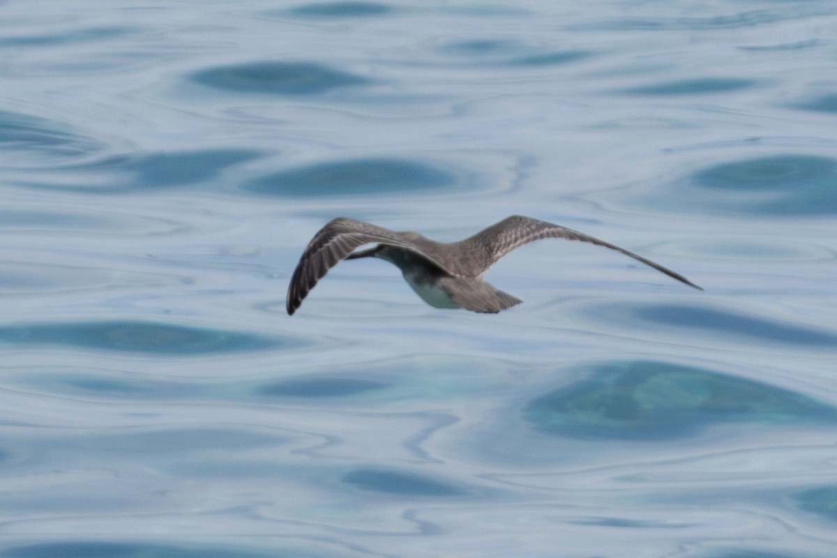 Gray-tailed Tattler - ML644324233