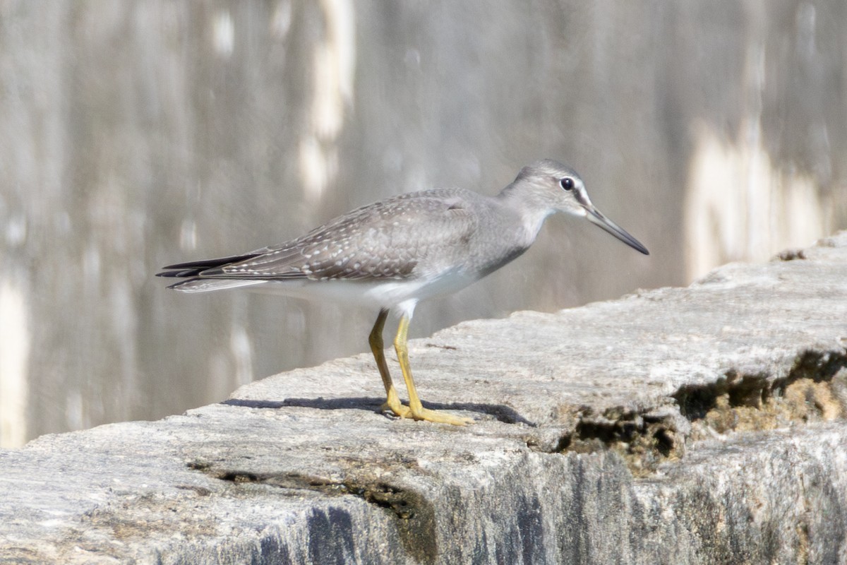 Gray-tailed Tattler - ML644324234