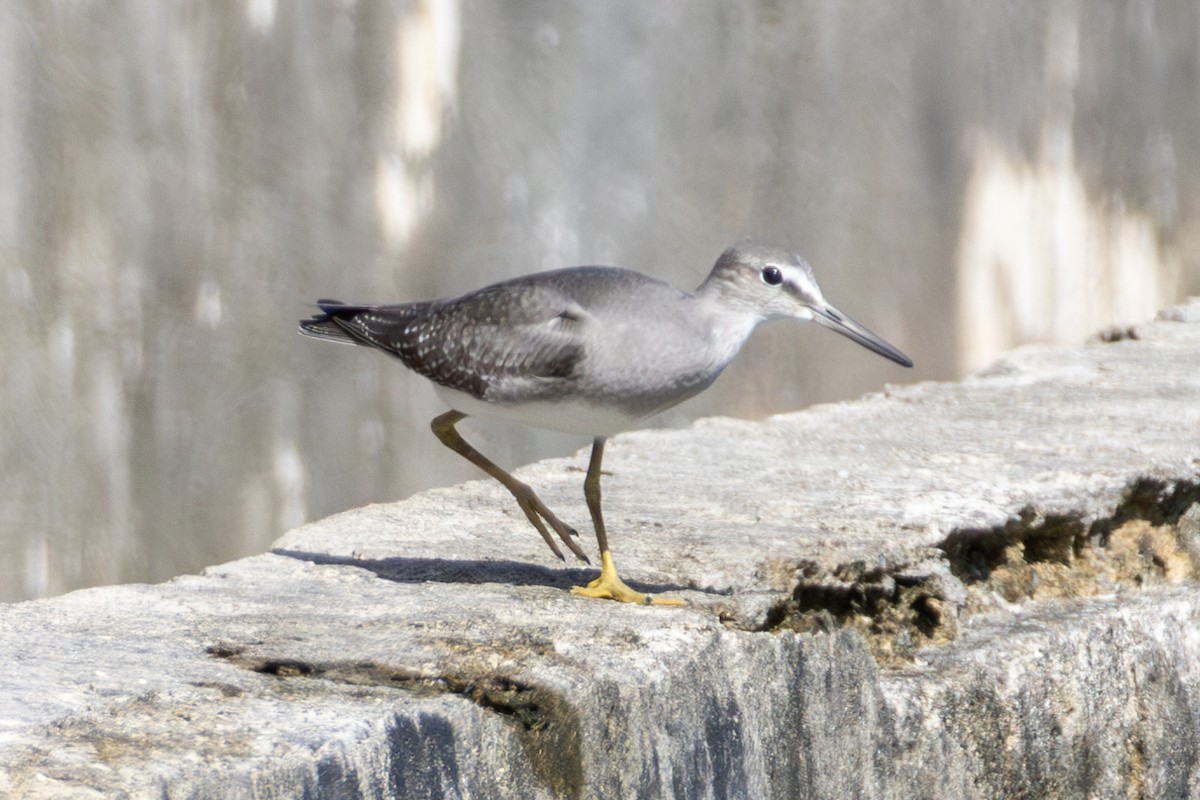 Gray-tailed Tattler - ML644324235