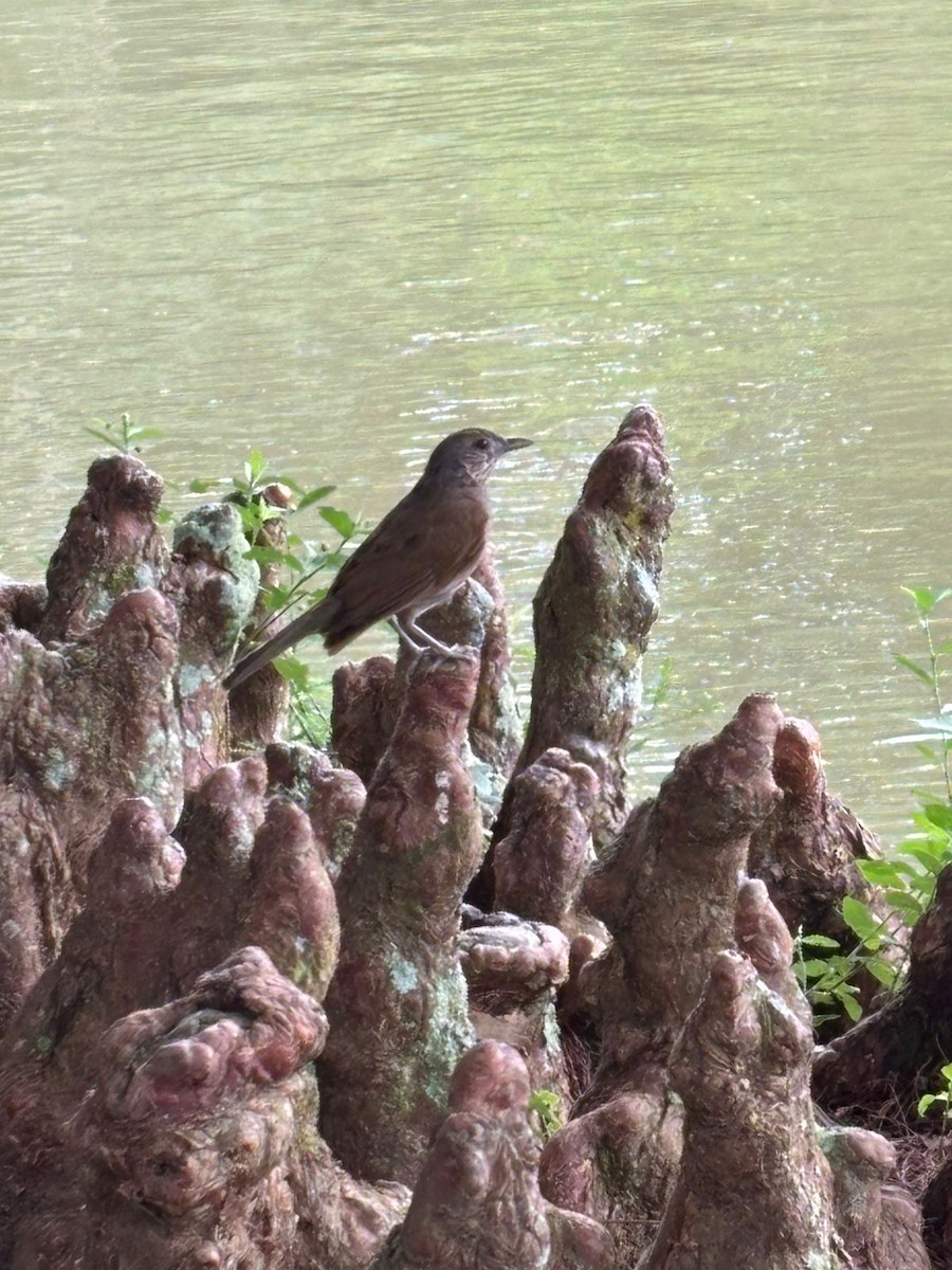 blekbrysttrost - ML644324250