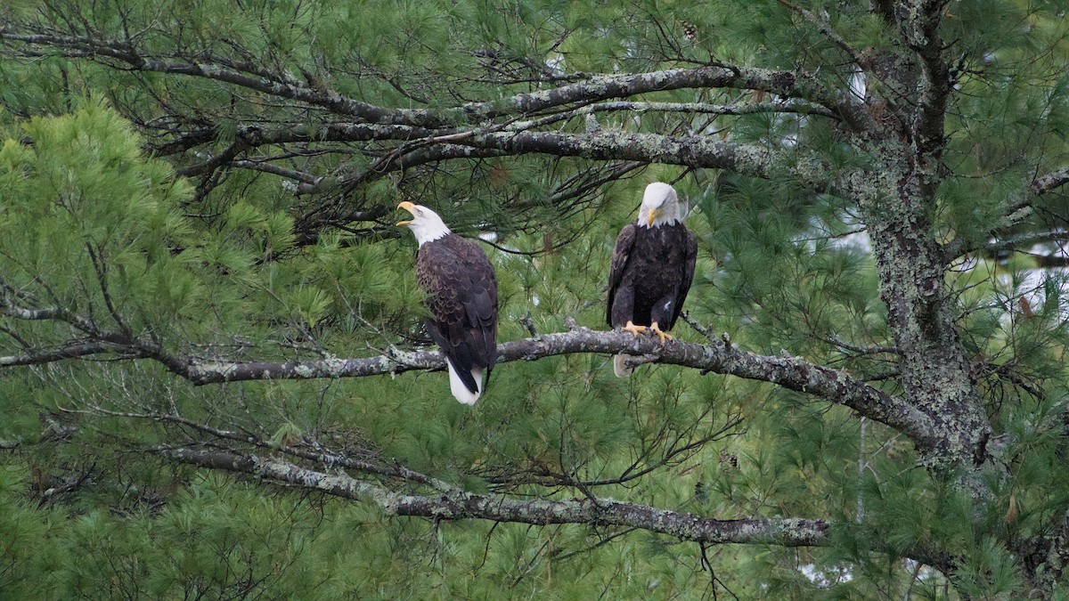 Ak Başlı Kartal - ML644324254