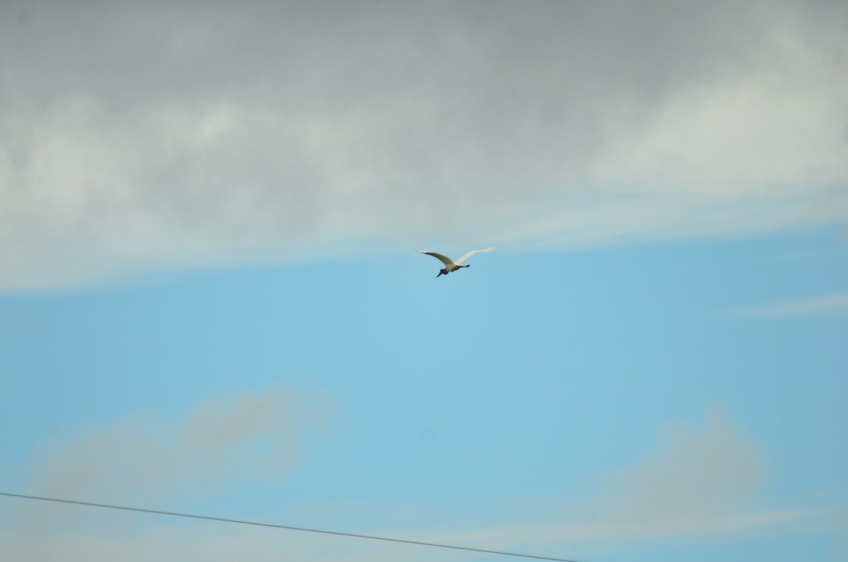 Jabiru - ML644324256