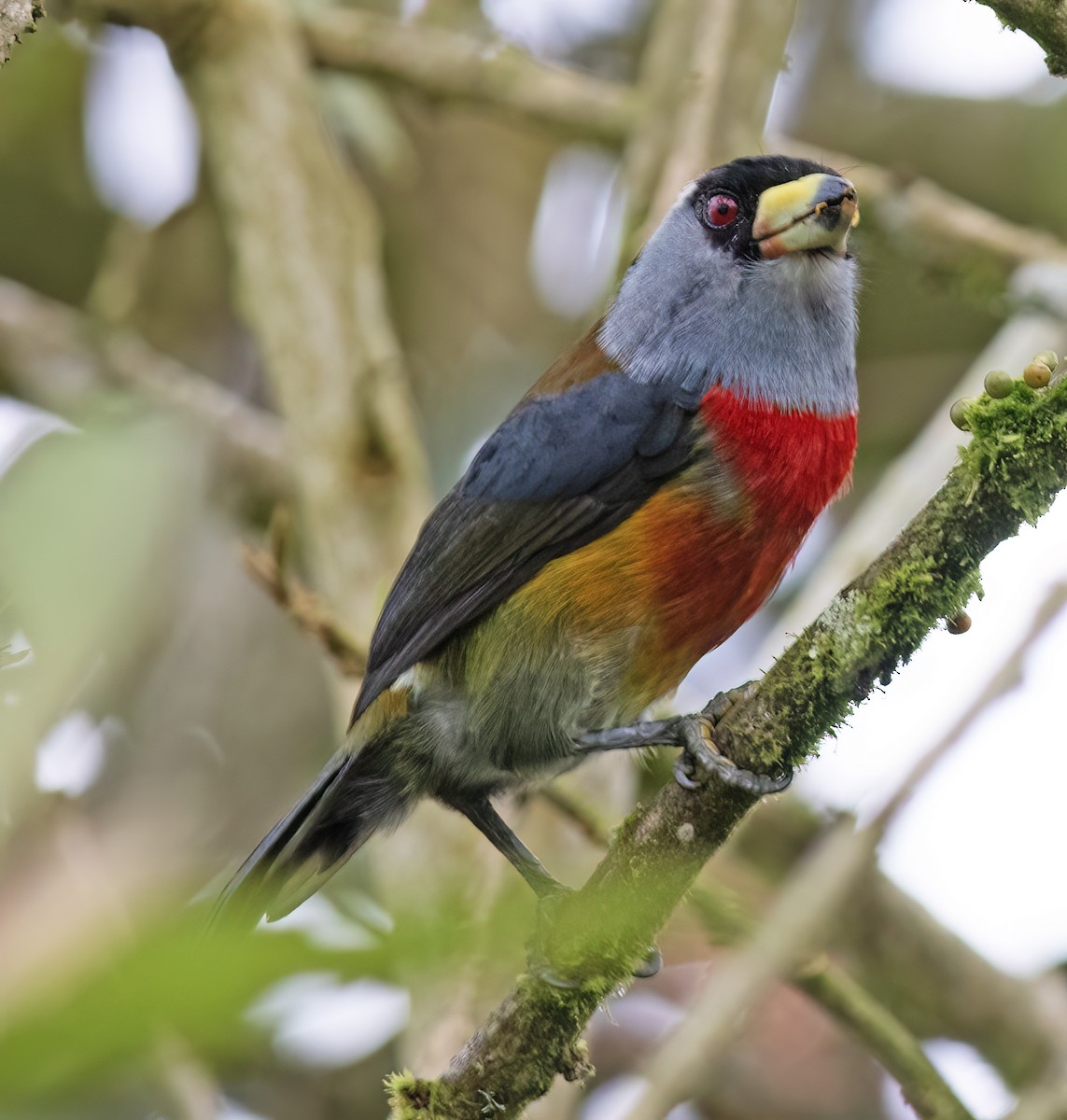 bradáček tukaní - ML644324257