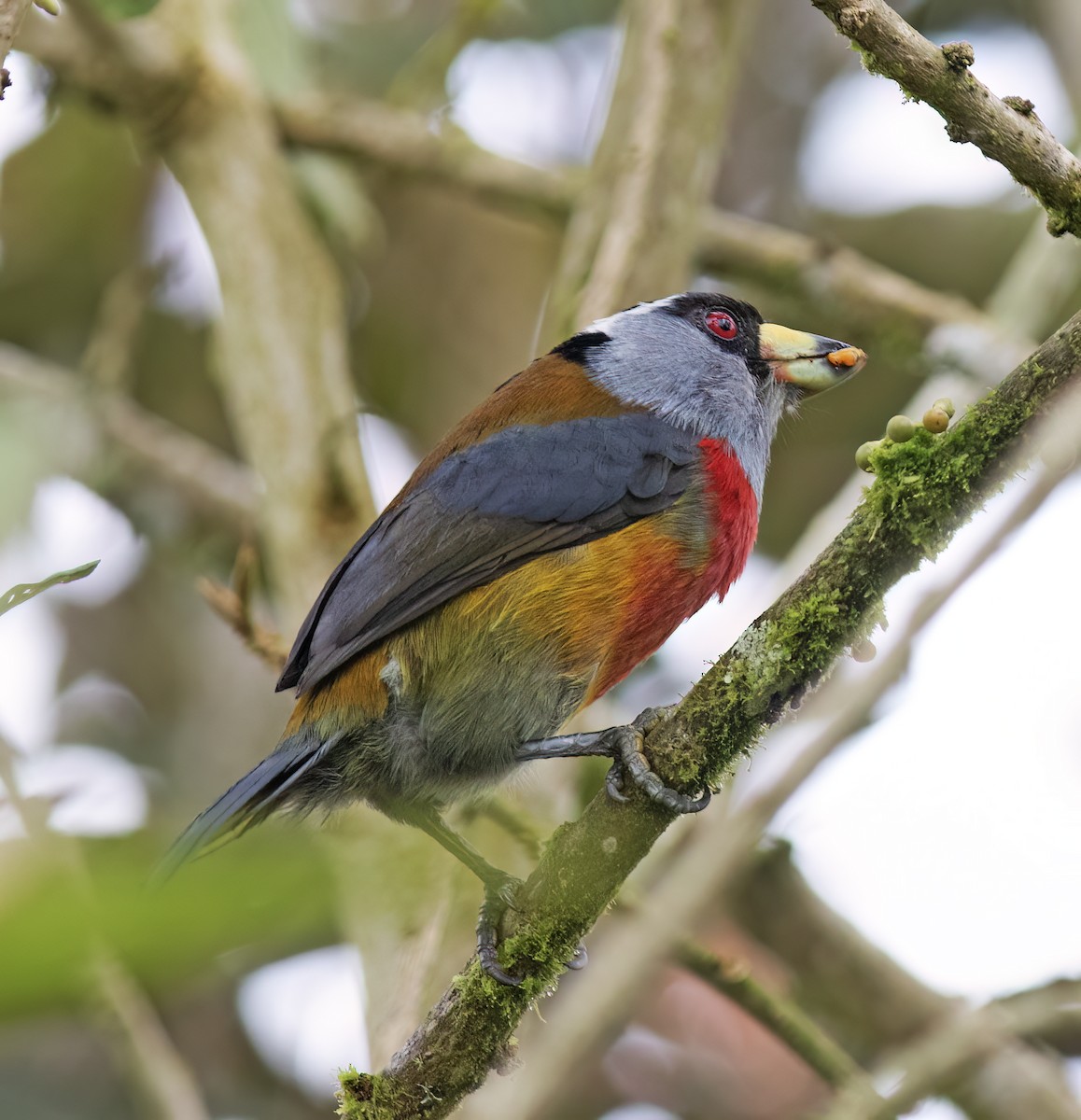 bradáček tukaní - ML644324258