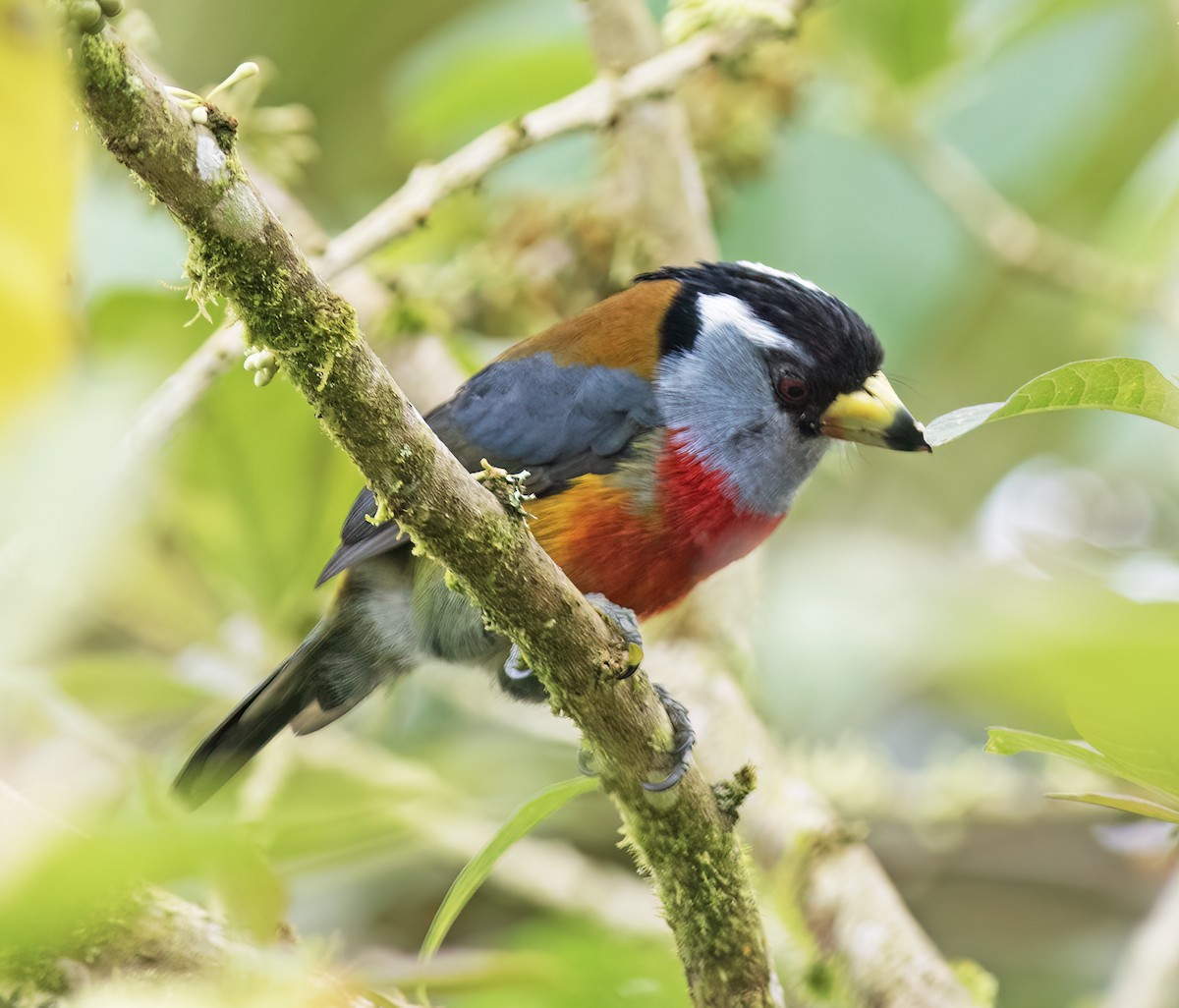 bradáček tukaní - ML644324259