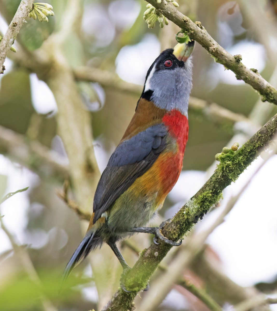 bradáček tukaní - ML644324261