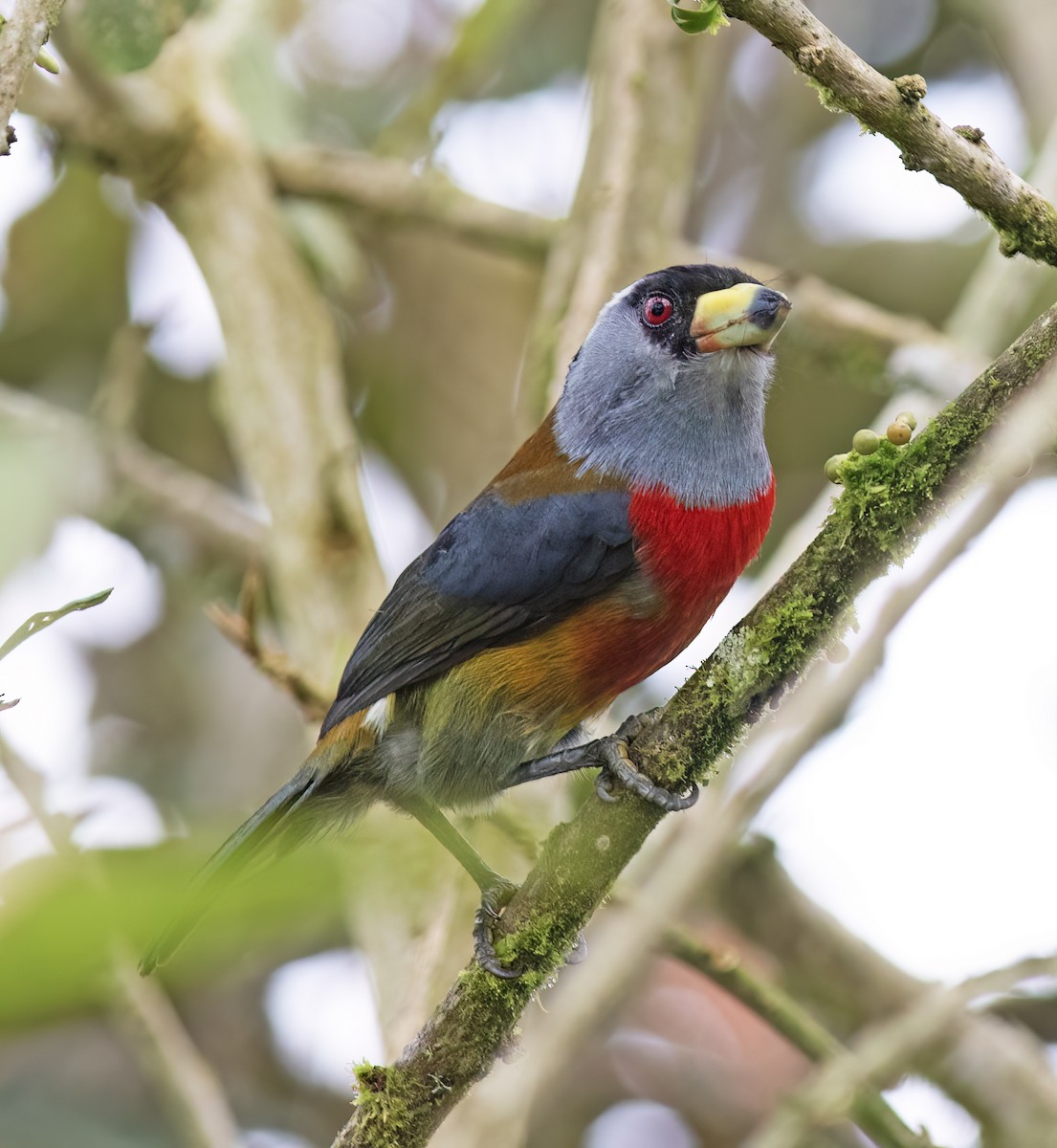 bradáček tukaní - ML644324262