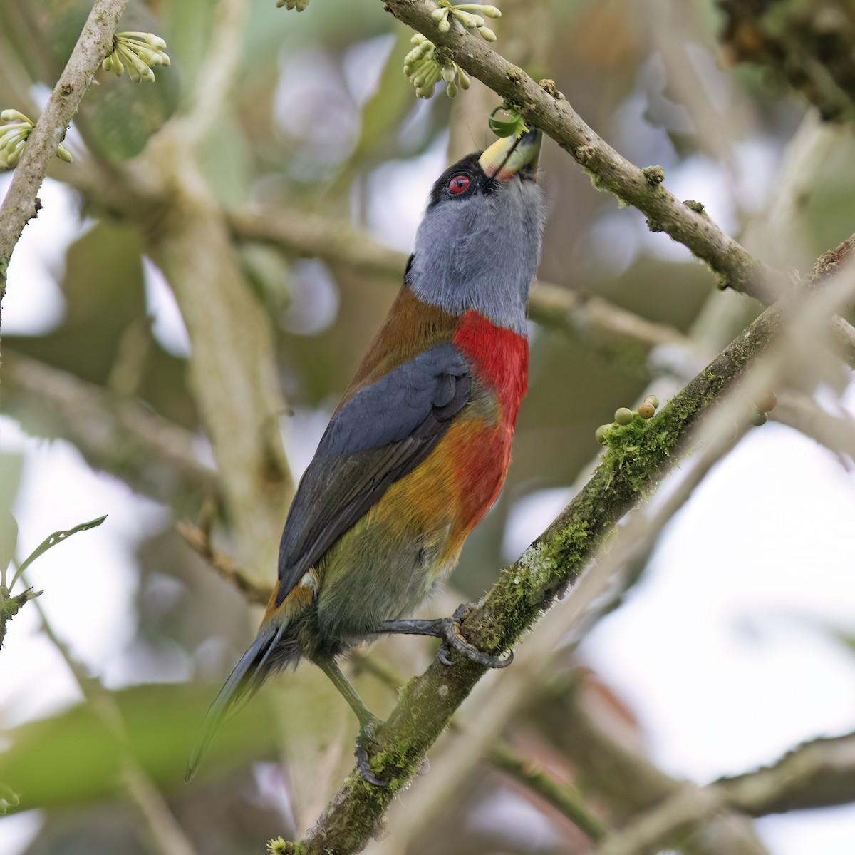 bradáček tukaní - ML644324263