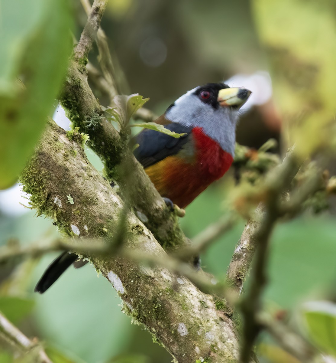 bradáček tukaní - ML644324264