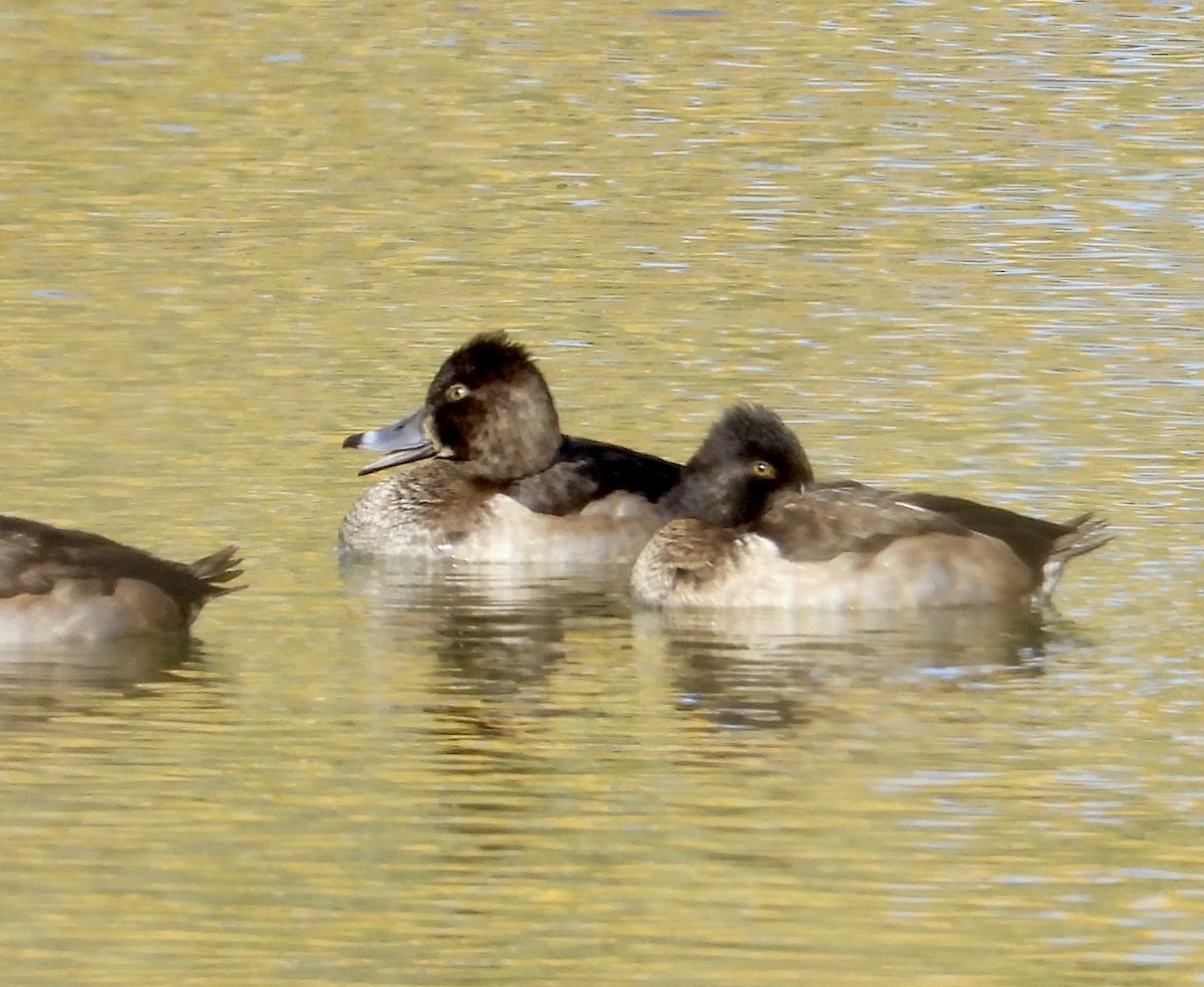 Moretta dal collare - ML644324265