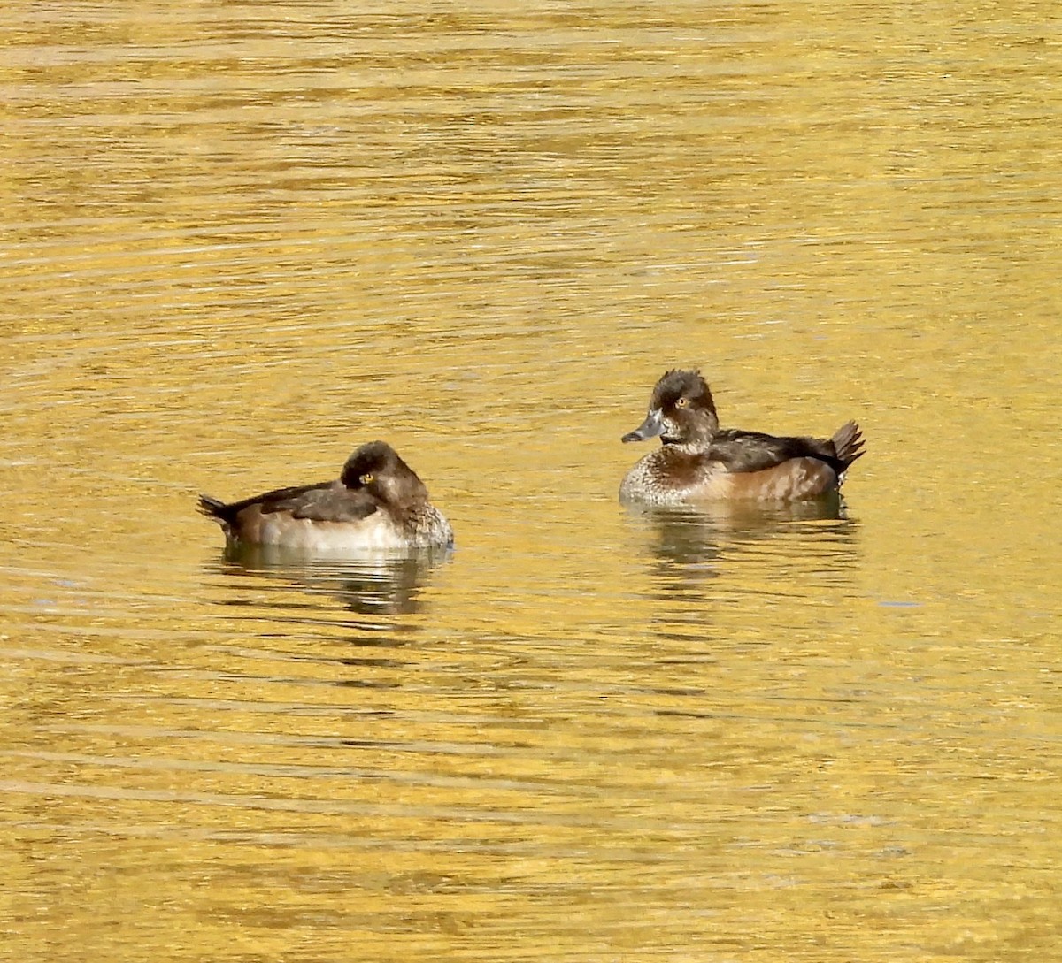 Moretta dal collare - ML644324266