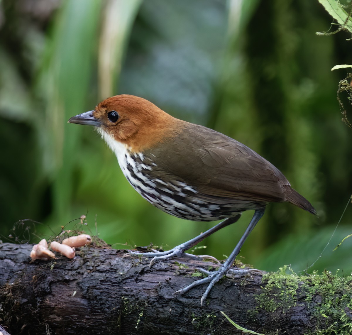 クリガシラジアリドリ - ML644324269